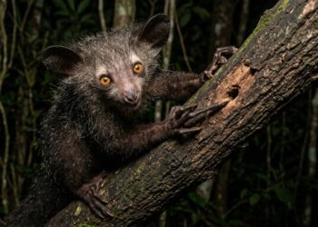 Aie-aie: o primata de Madagascar que usa um dedo fino como sonar para encontrar larvas escondidas nas árvores