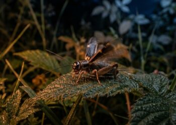 Se você ouvir grilos cantando em sua casa ou jardim à noite, veja o que isso significa e por que é um ótimo sinal
