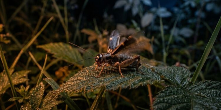 Se você ouvir grilos cantando em sua casa ou jardim à noite, veja o que isso significa e por que é um ótimo sinal