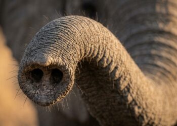 A biologia por trás das trombas dos elefantes: por que esse órgão é muito mais incrível do que parece