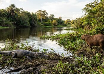 Por que jacarés famintos do Pantanal evitam capivaras mesmo quando estão com fome?