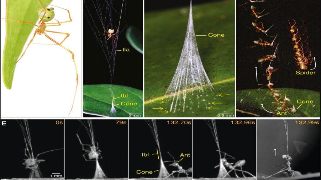 Cientistas descobrem uma aranha que parece desafiar a engenharia da natureza: ela passa horas montando uma armadilha que a própria presa ativa em milissegundos