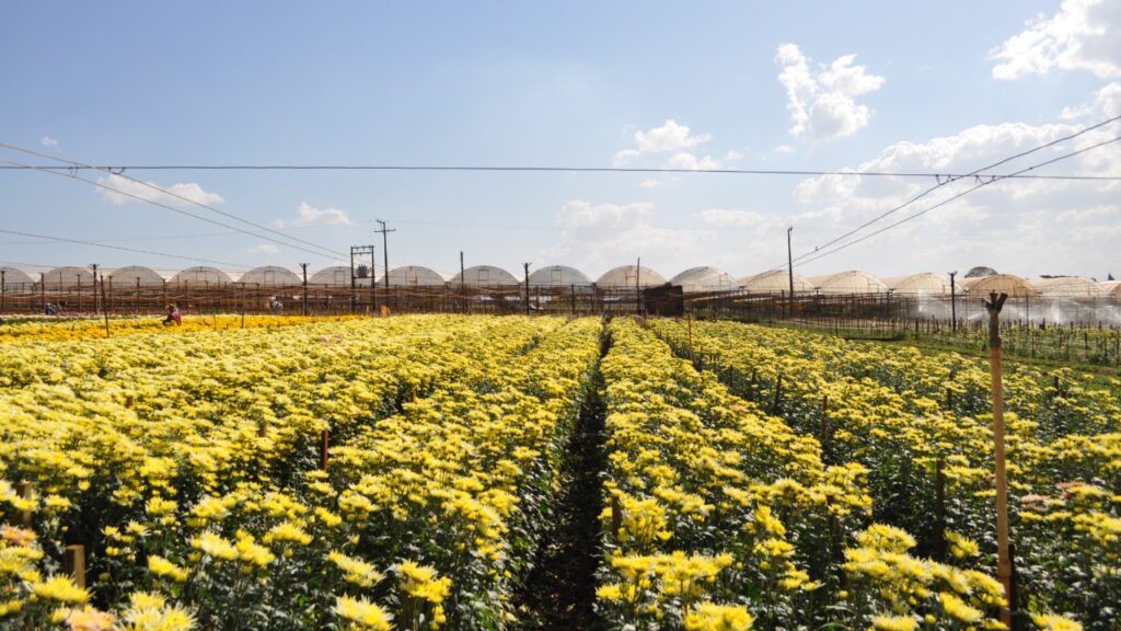 O município de pouco mais de 15 mil habitantes que mistura arquitetura marcante, tradição e um dos maiores mercados de flores do continente, abastecendo cerca de 40% do mercado brasileiro