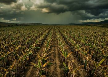 "Apocalipse das Bananas" O desafio para salvar a fruta mais consumida do planeta