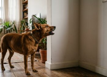 O cachorro que late para o nada pode estar ouvindo frequências entre 47 mil e 65 mil Hz que o ouvido humano não alcança , e o som pode vir de até 4 vezes mais longe do que o dono imagina