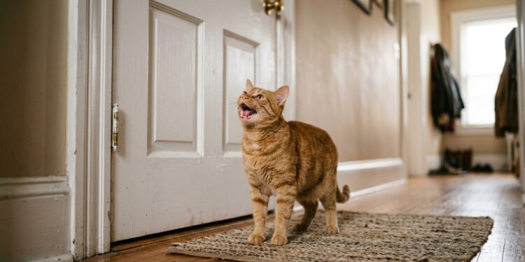 Veterinários afirmam: o gato que mia diante da porta fechada não quer sair, está testando se ainda controla o território, e há três respostas que pioram o comportamento