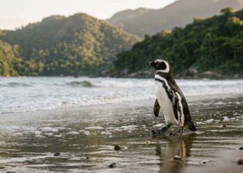 O pinguim que percorreu milhares de quilômetros e retornou várias vezes à praia onde havia sido resgatado por um brasileiro
