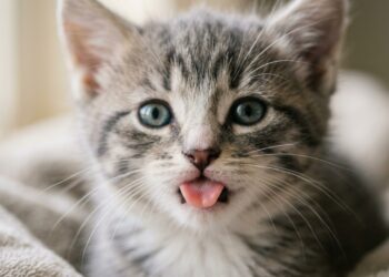 Gatos não sentem o sabor doce? Entenda o porque dessa mutação genetica