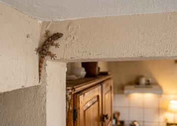 A lagartixa que mora na parede da cozinha come até 20 mosquitos por noite e é o único réptil doméstico que o biólogo não recomenda remover