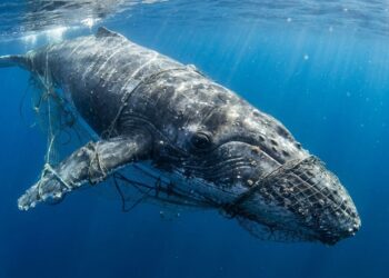 A baleia-jubarte que ficou presa em redes de pesca, foi libertada por mergulhadores e permaneceu ao redor do barco como se estivesse interagindo com seus salvadores