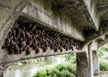 Morcegos que dormem embaixo de pontes e viadutos nas grandes cidades brasileiras comem até mil mosquitos por hora cada um, e por que biólogos pedem para não afugentar as colônias