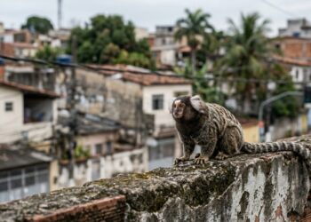 Sagui invade quintal nas grandes cidades brasileiras porque a espécie certa foi soltada no lugar errado há décadas, e por que dar banana ao bichinho é o pior favor que se pode fazer a ele