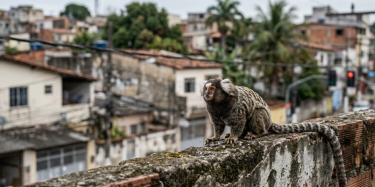 Sagui invade quintal nas grandes cidades brasileiras porque a espécie certa foi soltada no lugar errado há décadas, e por que dar banana ao bichinho é o pior favor que se pode fazer a ele