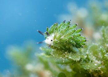 A lesma-do-mar Costasiella kuroshimae parece uma folha minúscula, rouba estruturas das algas, e consegue manter atividade fotossintética no corpo