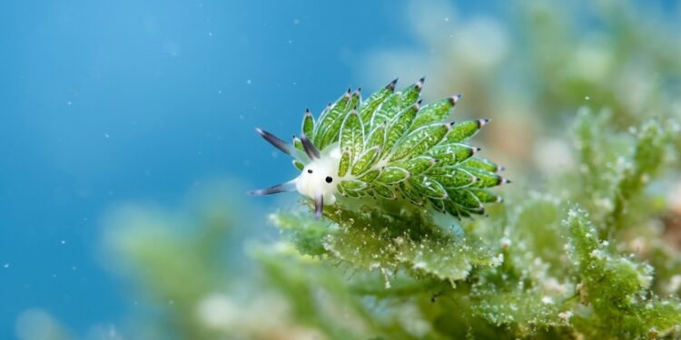 A lesma-do-mar Costasiella kuroshimae parece uma folha minúscula, rouba estruturas das algas, e consegue manter atividade fotossintética no corpo