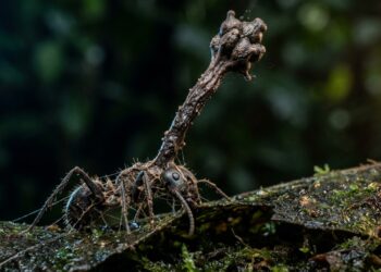 Poderia acontecer com humanos? A verdade assustadora por trás do fungo zumbi de 'The Last of Us’