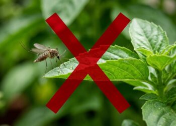 6 plantas que afastam mosquitos naturalmente e podem ser cultivadas em vasos na varanda ou janela