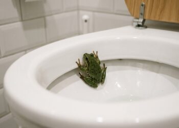 Encanador explica: o sapo que aparece dentro do vaso sanitário não entrou pelo encanamento, ele subiu pelo tubo de ventilação do telhado que está sem tela de proteção, e bastam R$ 5 de tela mosquiteiro e uma abraçadeira para resolver para sempre