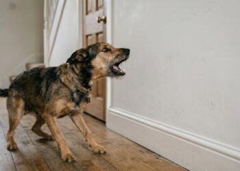 O cachorro que late para a parede sem motivo pode estar ouvindo um ruído que o ouvido humano não alcança: veterinários e encanadores confirmam que em muitos casos o som é um cano com pressão irregular dentro da alvenaria
