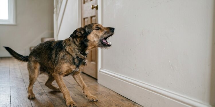 O cachorro que late para a parede sem motivo pode estar ouvindo um ruído que o ouvido humano não alcança: veterinários e encanadores confirmam que em muitos casos o som é um cano com pressão irregular dentro da alvenaria