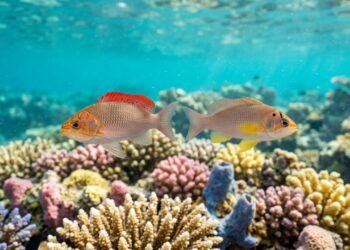 Dois pequenos peixes dos recifes brasileiros eram tratados como uma única espécie, novas análises revelaram diferenças, e agora a ciência reconhece duas espécies