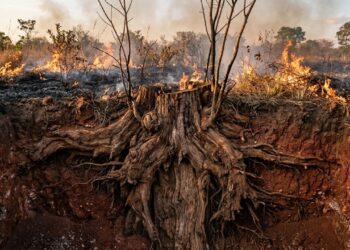 A planta do Cerrado que sobrevive ao fogo porque cresce de baixo para cima, com raízes maiores que a copa