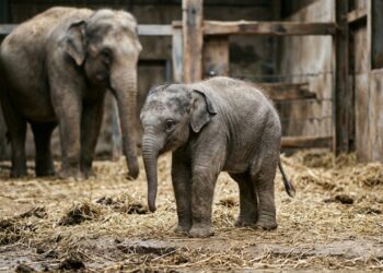O único elefante híbrido entre espécies africana e asiática nasceu em 1978 e viveu apenas 10 dias