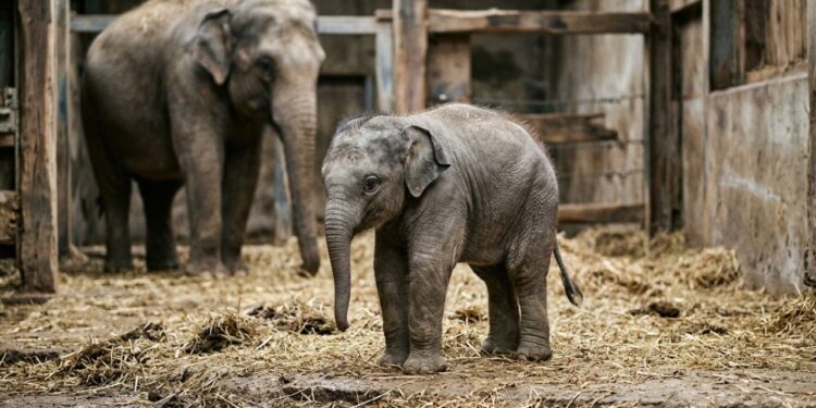 O único elefante híbrido entre espécies africana e asiática nasceu em 1978 e viveu apenas 10 dias