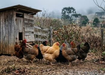 Por que galinhas de quintal param de botar ovo no inverno e voltam na primavera sem que nada mude na alimentação: a explicação envolve uma glândula atrás do olho que mede as horas de luz do dia