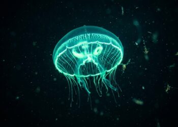 A água-viva-de-cristal brilha no escuro ao ativar proteínas luminosas durante movimentos no oceano