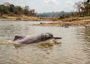 O boto-vermelho enfrenta lagos amazônicos cada vez mais quentes, sensores e moradores agora vigiam a água, e tentam antecipar condições de uma nova mortandade