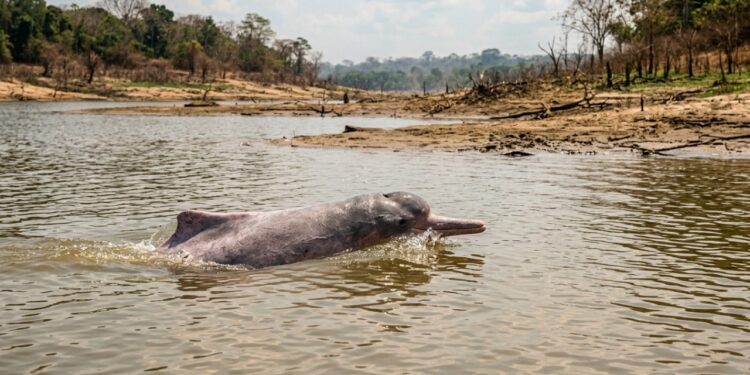 O boto-vermelho enfrenta lagos amazônicos cada vez mais quentes, sensores e moradores agora vigiam a água, e tentam antecipar condições de uma nova mortandade