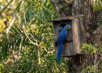 Caixas-ninho instaladas no Pantanal viraram maternidades de araras-azuis, e microcâmeras revelam quem ocupa cada uma delas