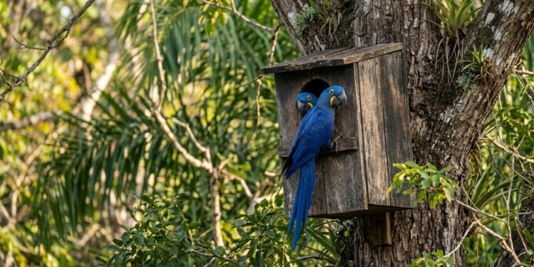 Caixas-ninho instaladas no Pantanal viraram maternidades de araras-azuis, e microcâmeras revelam quem ocupa cada uma delas