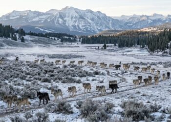 41 lobos foram devolvidos a Yellowstone e o retorno do predador que mudou a relação entre animais, florestas e rios