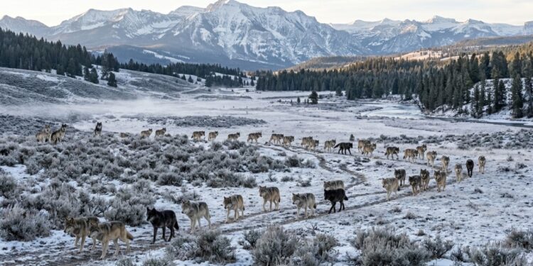 41 lobos foram devolvidos a Yellowstone e o retorno do predador que mudou a relação entre animais, florestas e rios