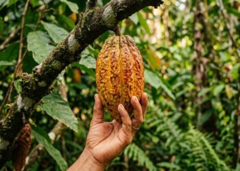 Cientistas encontram 4 novas linhagens de cacau no Peru que podem fortalecer o futuro do chocolate
