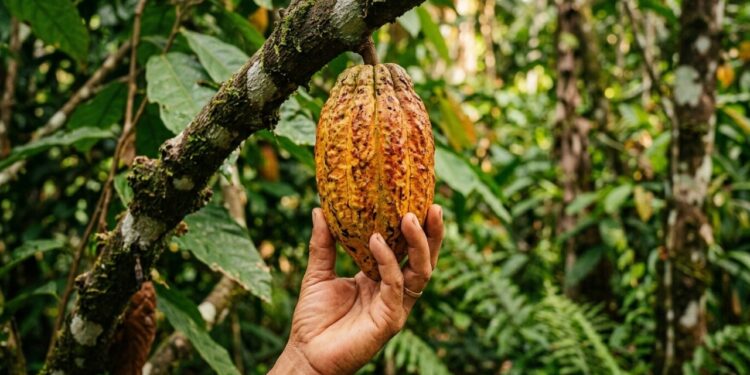 Cientistas encontram 4 novas linhagens de cacau no Peru que podem fortalecer o futuro do chocolate