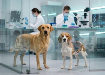 Primeiros cães editados geneticamente para eliminar principal proteína ligada à alergia chegam perto dos 2 anos sem alterações clínicas aparentes