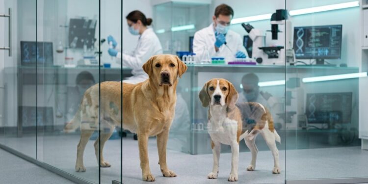 Primeiros cães editados geneticamente para eliminar principal proteína ligada à alergia chegam perto dos 2 anos sem alterações clínicas aparentes