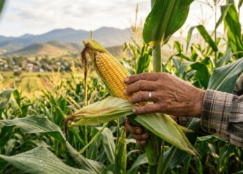O milho nasceu de uma planta tão diferente que poucos reconheceriam hoje