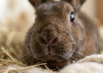 Por que os coelhos mexem o nariz quase o tempo todo mesmo quando estão parados