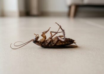 Por que a barata sempre aparece de barriga para cima depois de morrer dentro de casa mas quase nunca é encontrada assim no quintal: a explicação envolve o piso liso, o inseticida que ataca o sistema nervoso e uma falha no centro de equilíbrio que só acontece em superfície lisa