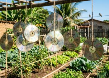 Pendurar CDs velhos perto da horta: para que serve e por que alguns jardineiros usam esse truque contra pássaros
