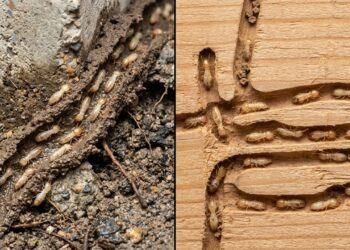 Cupim de solo e cupim de madeira seca exigem tratamentos completamente diferentes e usar o produto errado é o erro mais caro que o morador comete: a isca que mata a colônia de um tipo alimenta a do outro
