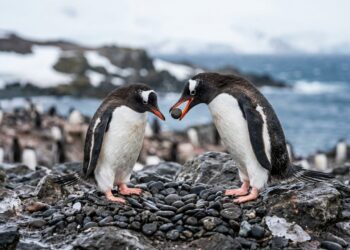 O curioso ritual dos pinguins-gentoo que envolve pequenas pedras e ajuda na formação dos casais durante a época de reprodução