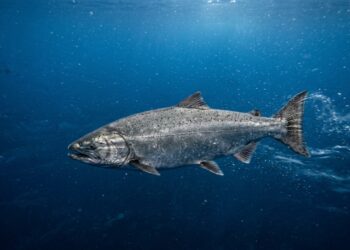 O salmão cruza o oceano e volta ao rio de origem guiado por uma bússola natural
