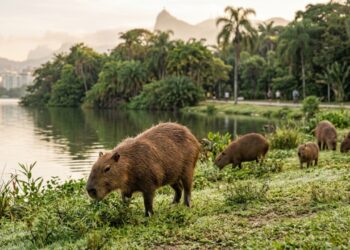 Capivaras entram no alerta da febre maculosa, mas o risco para quem visita o parque está no carrapato escondido na vegetação