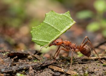 A formiga-cortadeira não come diretamente as folhas que carrega: elas servem para cultivar seu verdadeiro alimento