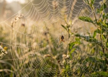 Para que servem as teias das aranhas além de capturar pequenos insetos